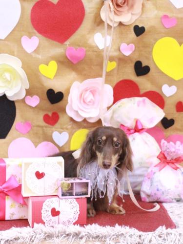 20230205ショコラちゃん